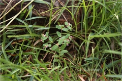 Euphorbia kadapensis